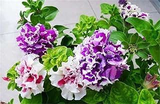 zcbang Rare Varieties Double Petals Petunia Seeds Mixed Color 2000 Pcs