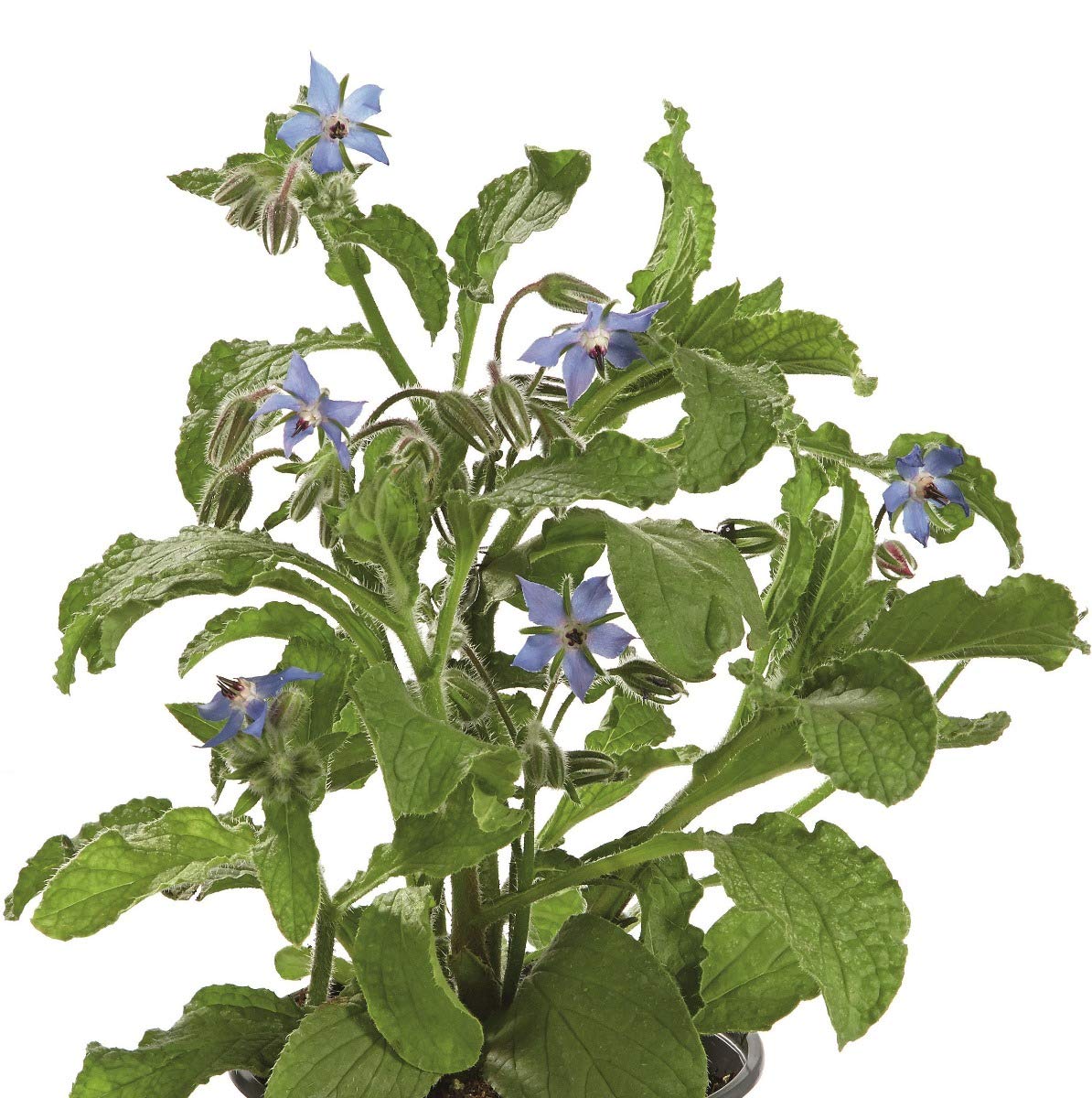 Buy Borage Plug s. 'Boris'. Starflower. Versatile Biennial with Edible