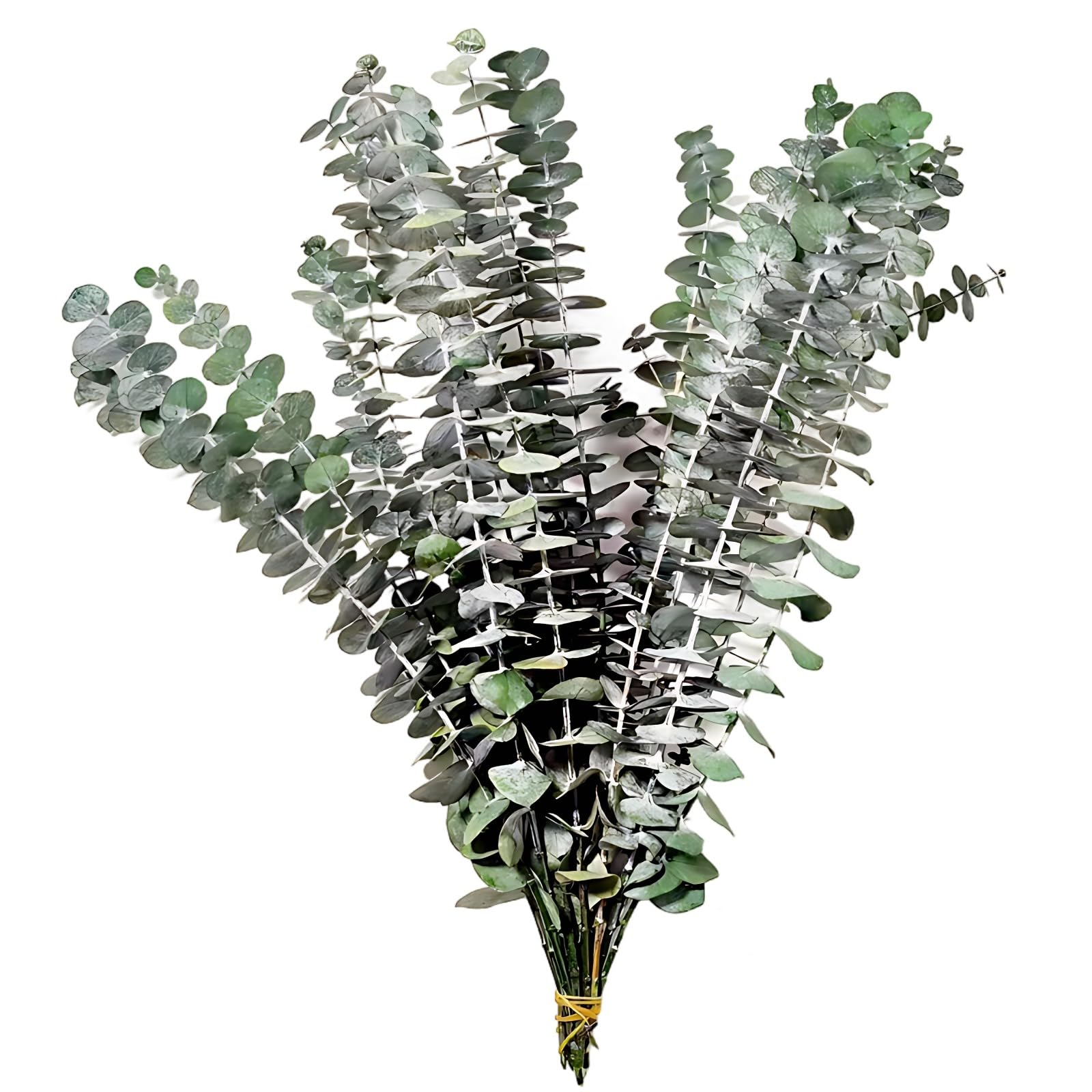 Lot de 35 tiges d'eucalyptus séché, Bouquet de tiges d'eucalyptus préservées, 43 cm, Composition Florale Naturelle pour la Maison, noué à la Main avec Corde de Jute, sans Entretien