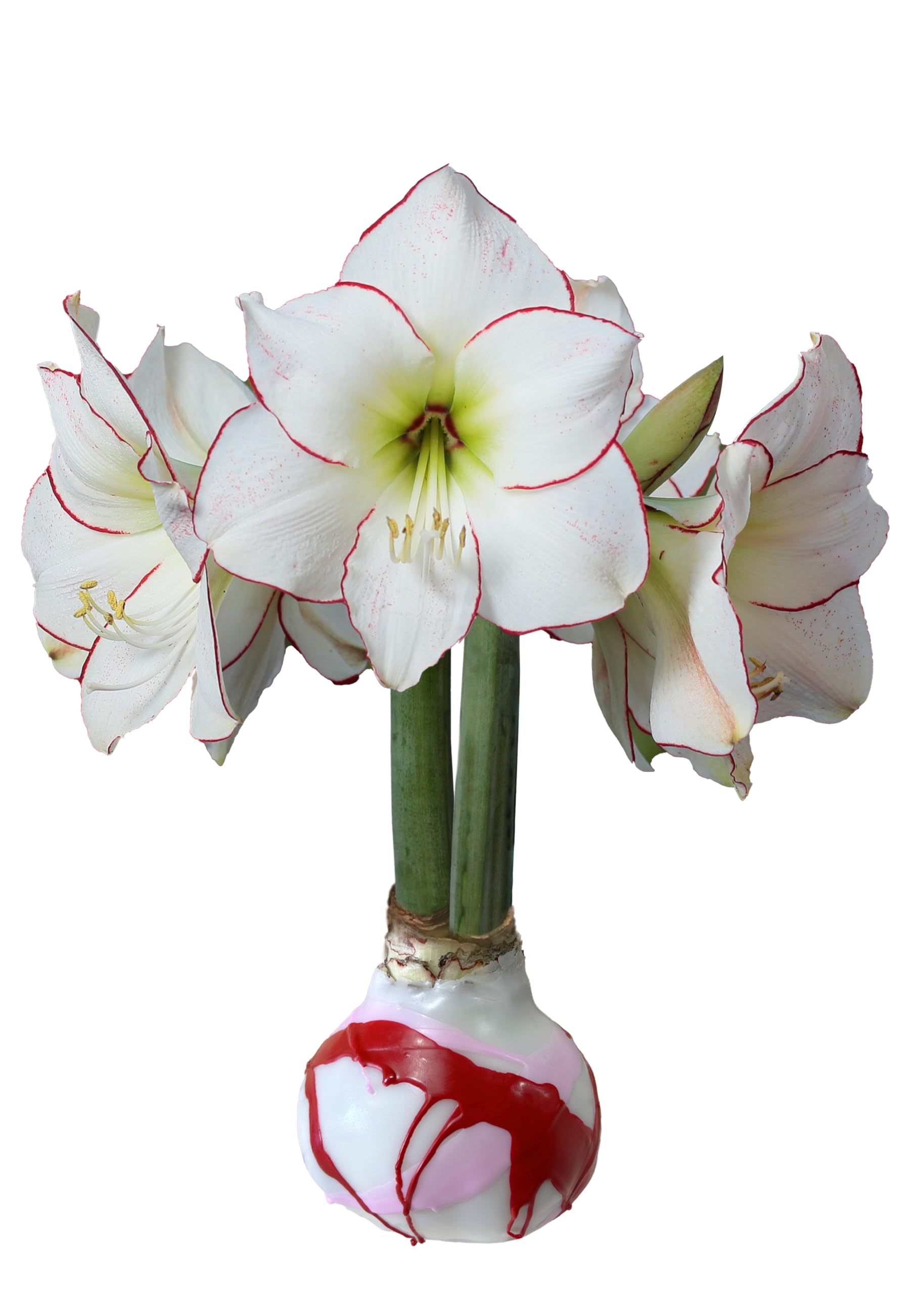 Picasso Waxed Amaryllis