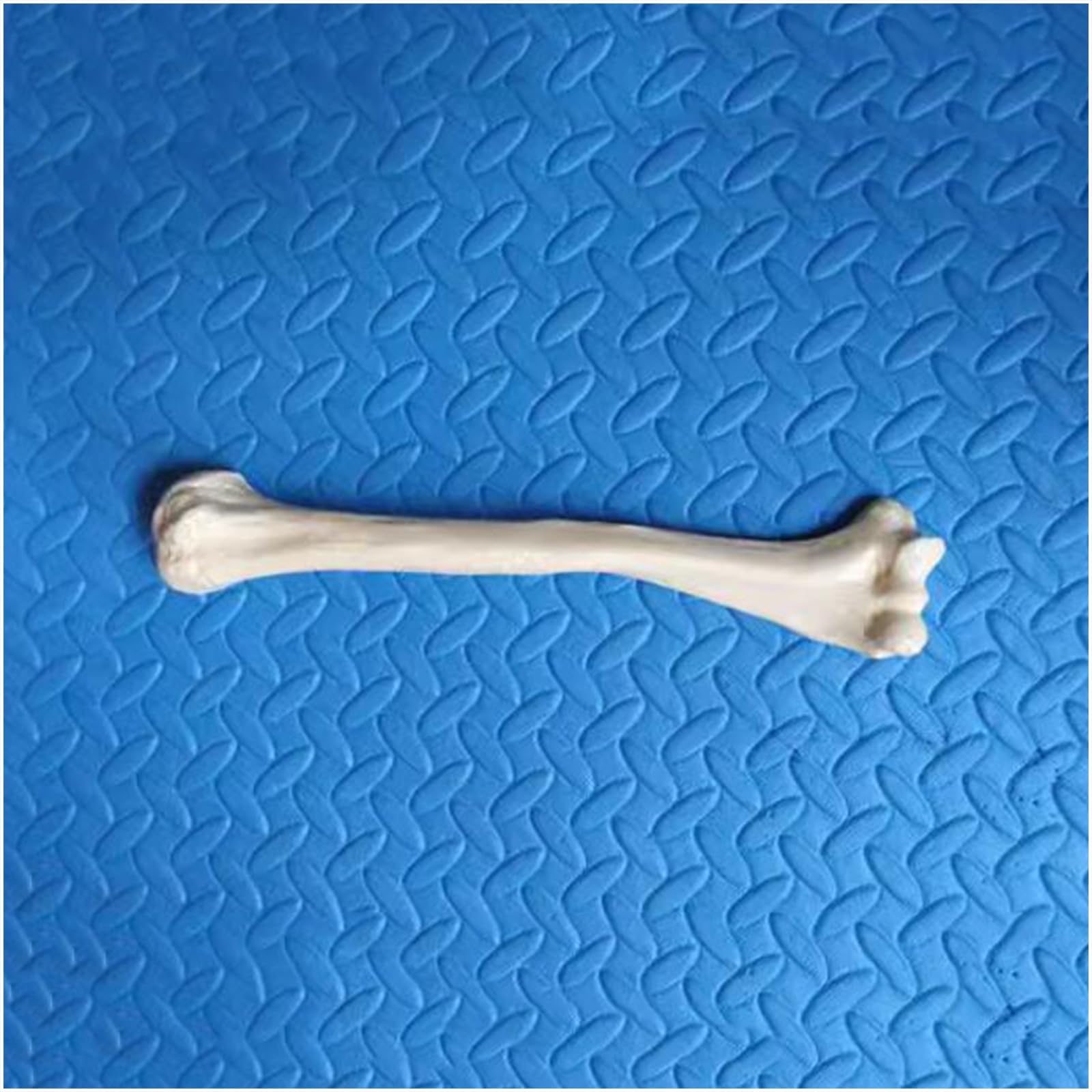 Modello di Scheletro Umano a grandezza Naturale Replica dello Scheletro di Anatomia Medica per Lo Studio dell'anatomia dello Scheletro Umano,Humerus