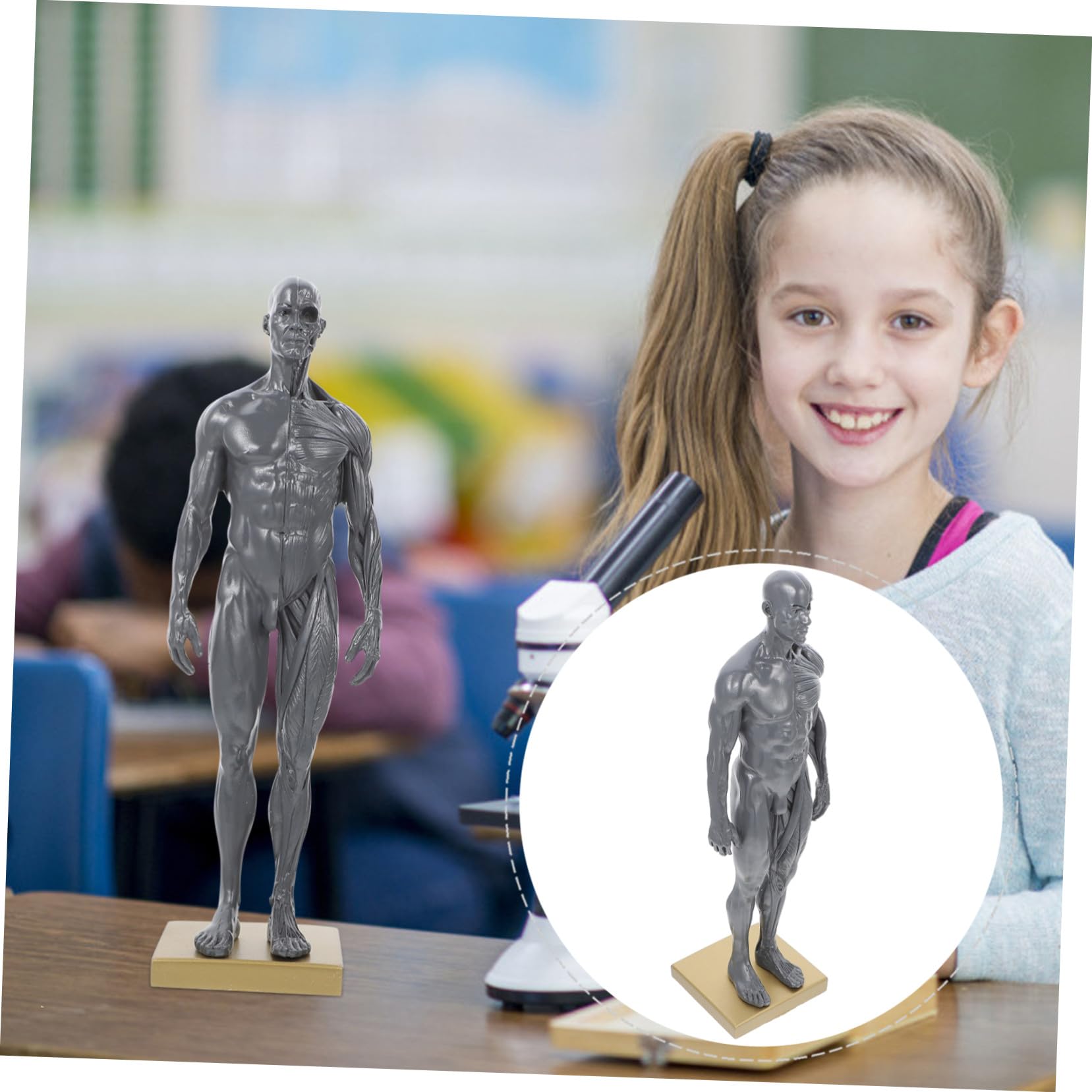 ULTECHNOVO Modèle Anatomique de Muscles du Corps Humain en Résine pour Étudiants, Instrument D’enseignement et Affichage D’apprentissage, pour Écoles et Laboratoires Couleur Aléatoire