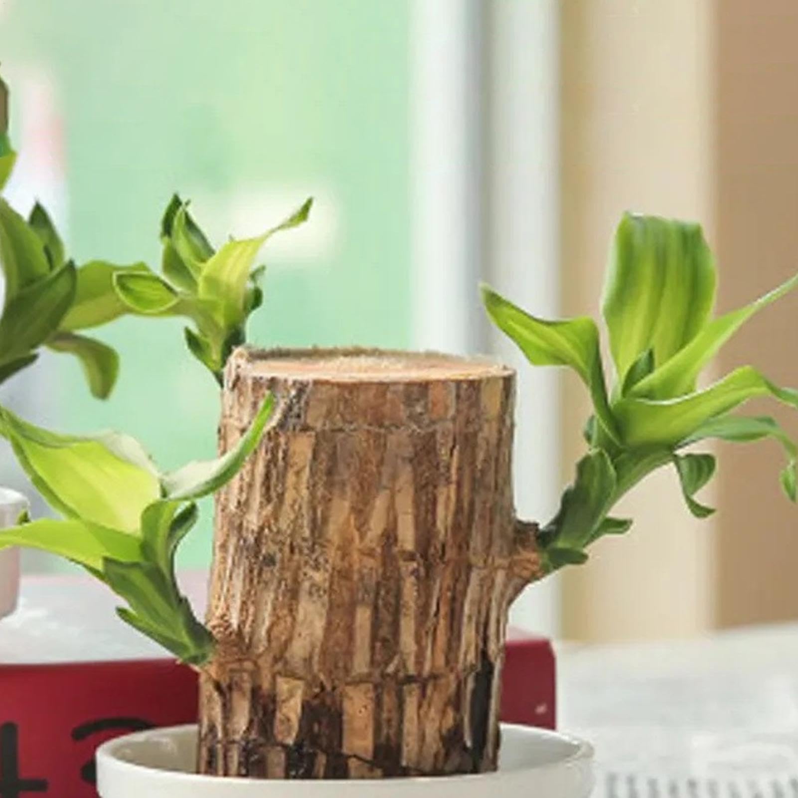 Alimento para plantas de madera brasileña, fertilizante líquido de bambú de 100ml, fertilizante para plantas de interior de madera brasileña de la suerte, fertilizante líquido para plantas de interior