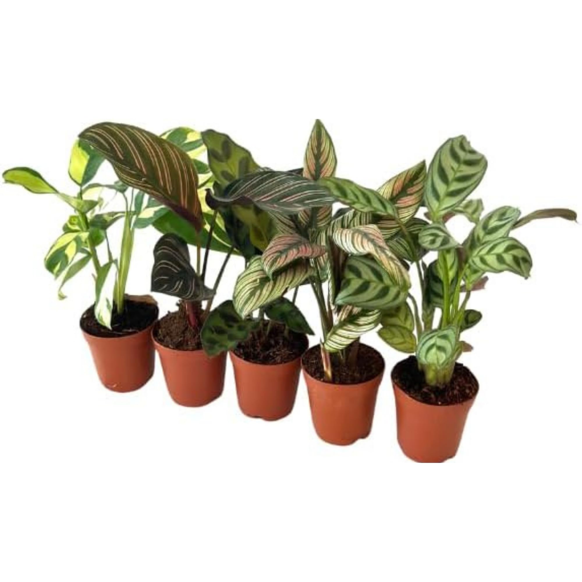 Amazon.com : Calathea Assorted Starter Pack - Calathea Live Plants 5 Pack  in 2 inch Pot- Pet Safe Air Purifying Indoor House Plants Flowers for Home  Office Wedding Decor & Birthday Gift (