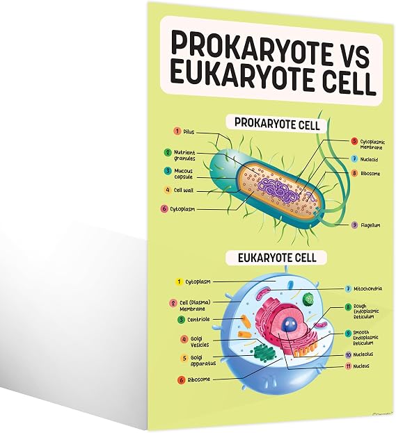 Decorably 16 Biology Posters High School, 11x17in Matte-Laminated Educational Science Learning Decor for Classroom, Hallways, Bulletin Boards, Home Study Room