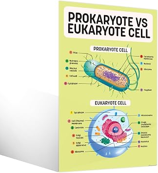 Decorably 16 Biology Posters High School, 11x17in Matte-Laminated Educational Science Learning Decor for Classroom, Hallways, Bulletin Boards, Home Study Room
