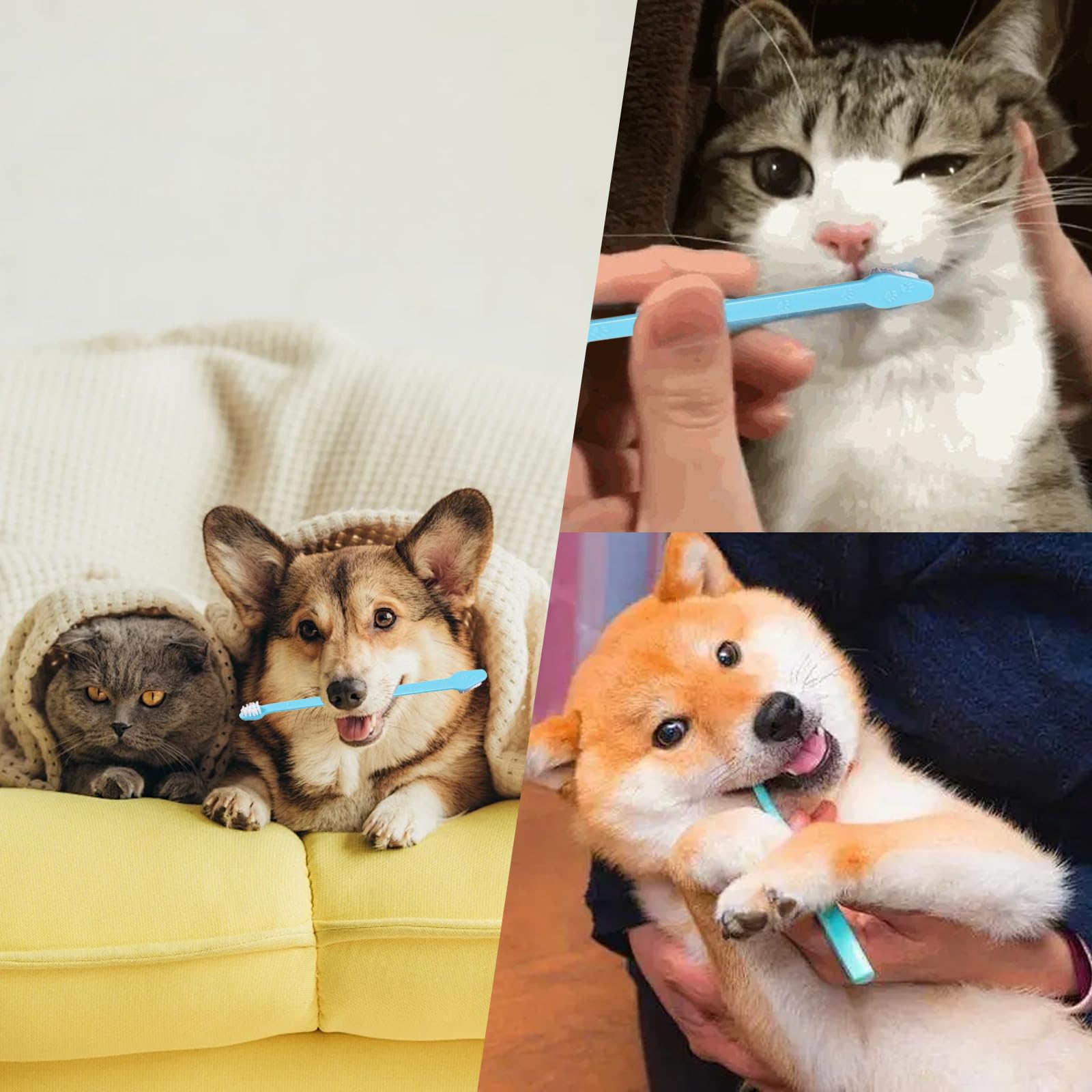 200 cepillos de dientes para perros