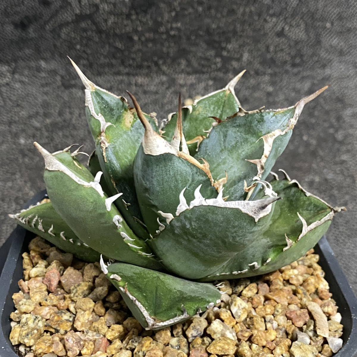 Amazon.co.jp: 多肉植物 アガベ チタノタ SAD 美株 発根済 : DIY・工具 