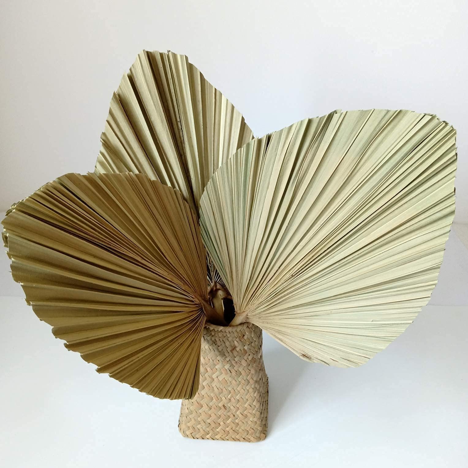 PLESIU 7 Pcs Natural Dried Palm Leaves Real Palm Spears for Home Decor