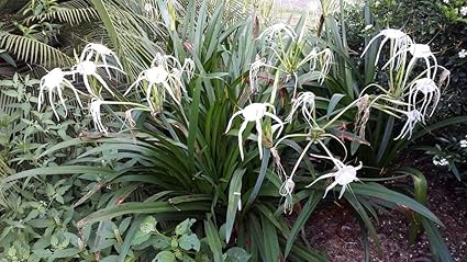 Guruji Plantation Spider Lily Flowering Plant Outdoor Plant For Home and Garden with Pot (Pack of 1) (Blue)