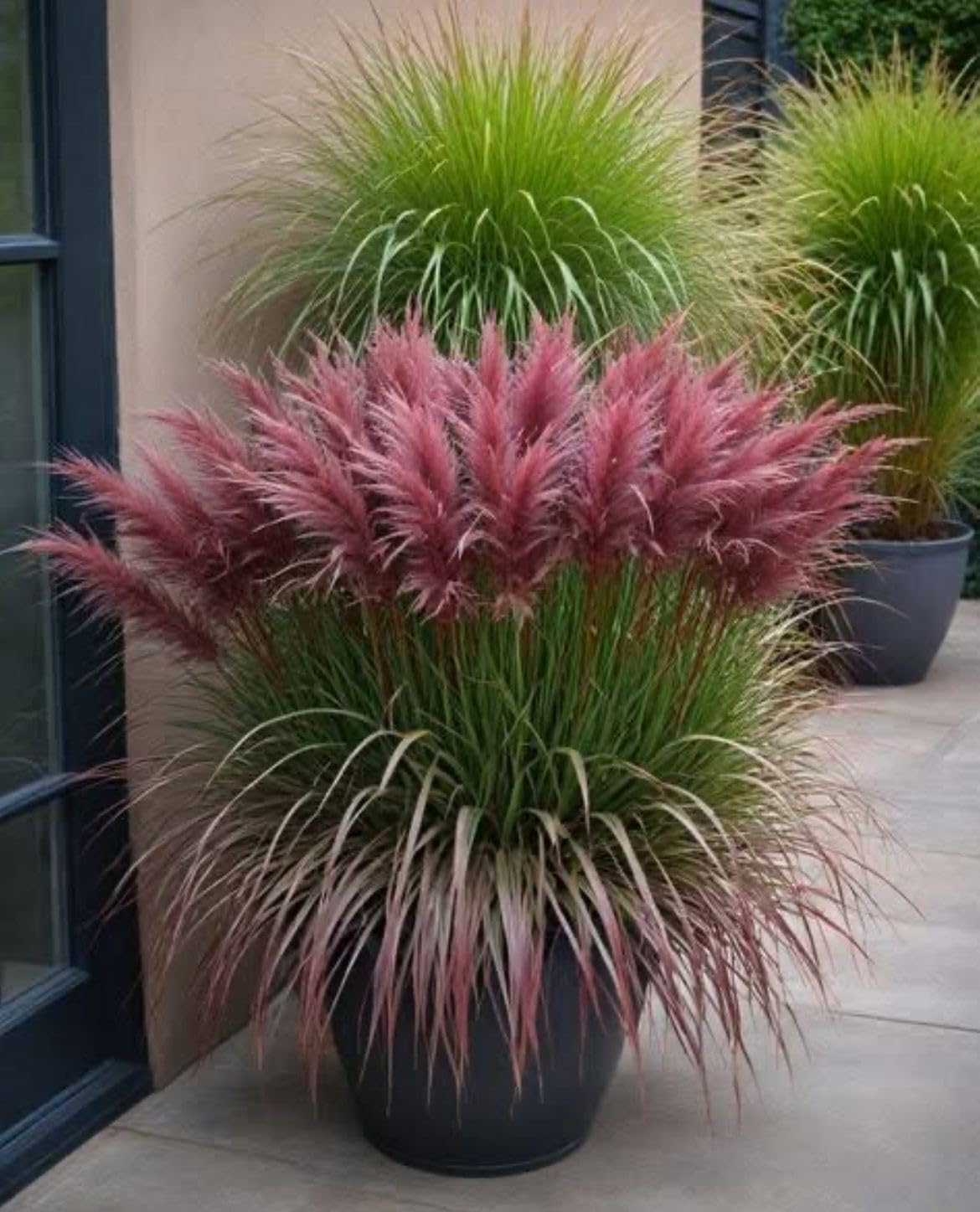 Pampas Grass Seeds - Cream - 100 Seeds -11