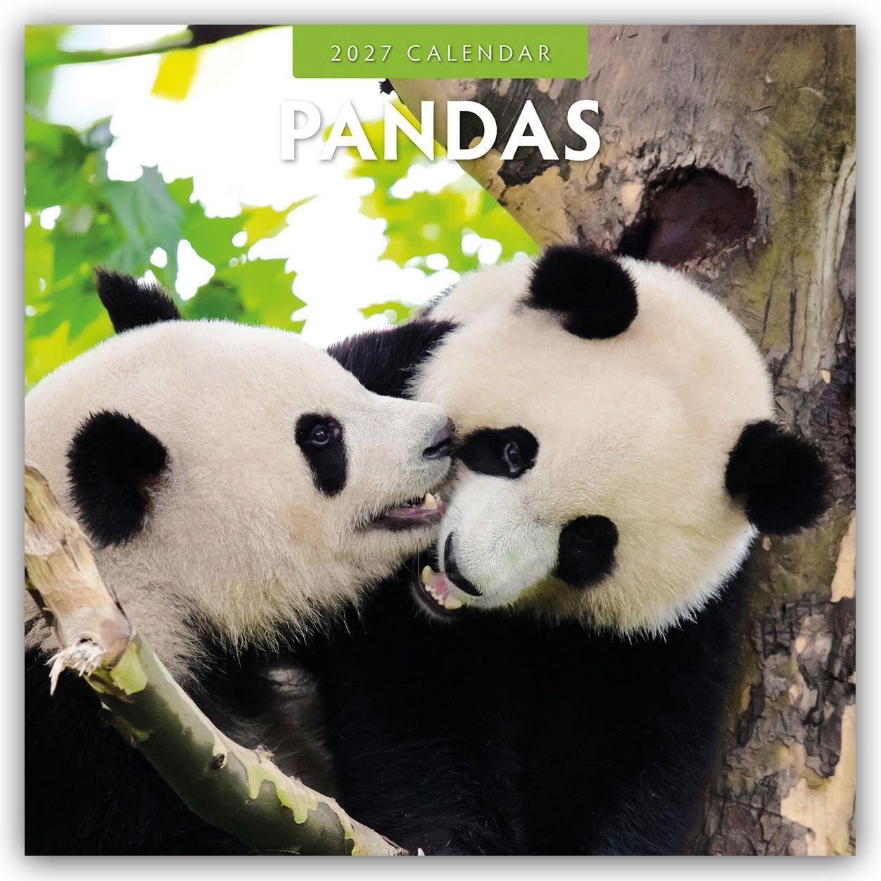 Pandas 2027 Square Wall Calendar: Original Red Robin Publishing Ltd-Kalender [Mehrsprachig] [Kalender]