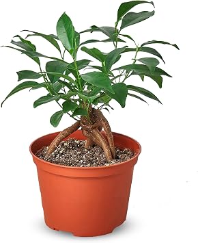 Thirsty Leaves Ficus Ginseng Plant