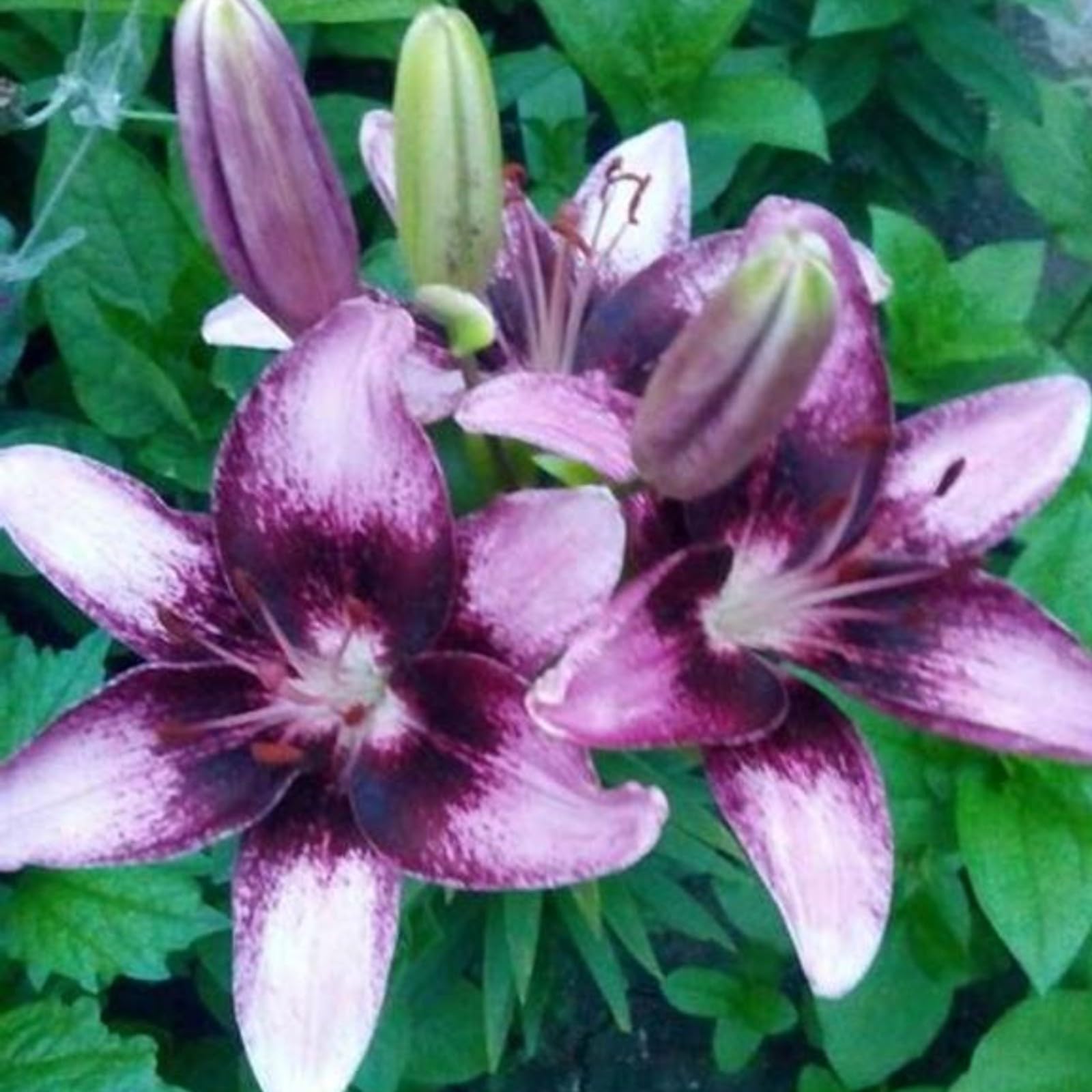 Lily Bulbs for Planting Now UK,Lily Bulbs Potted,Plants,Rhizome,Ornamental,Resistant,Bedding,Gorgeous-4bulbs-G