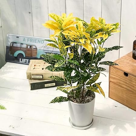Amazon Co Jp 観葉植物 クロトン 広葉系小型種 4号鉢 受け皿付き 育て方説明書付き Codiaeum Variegatum Cv ヘンヨウボク 変葉木 Diy 工具 ガーデン Amazon Co Jp 観葉植物 クロトン 広葉系小型種 4号鉢 受け皿付き 育て方説明書付き Codiaeum Variegatum Cv ヘンヨウボク 変葉木 Diy 工具 ガーデン