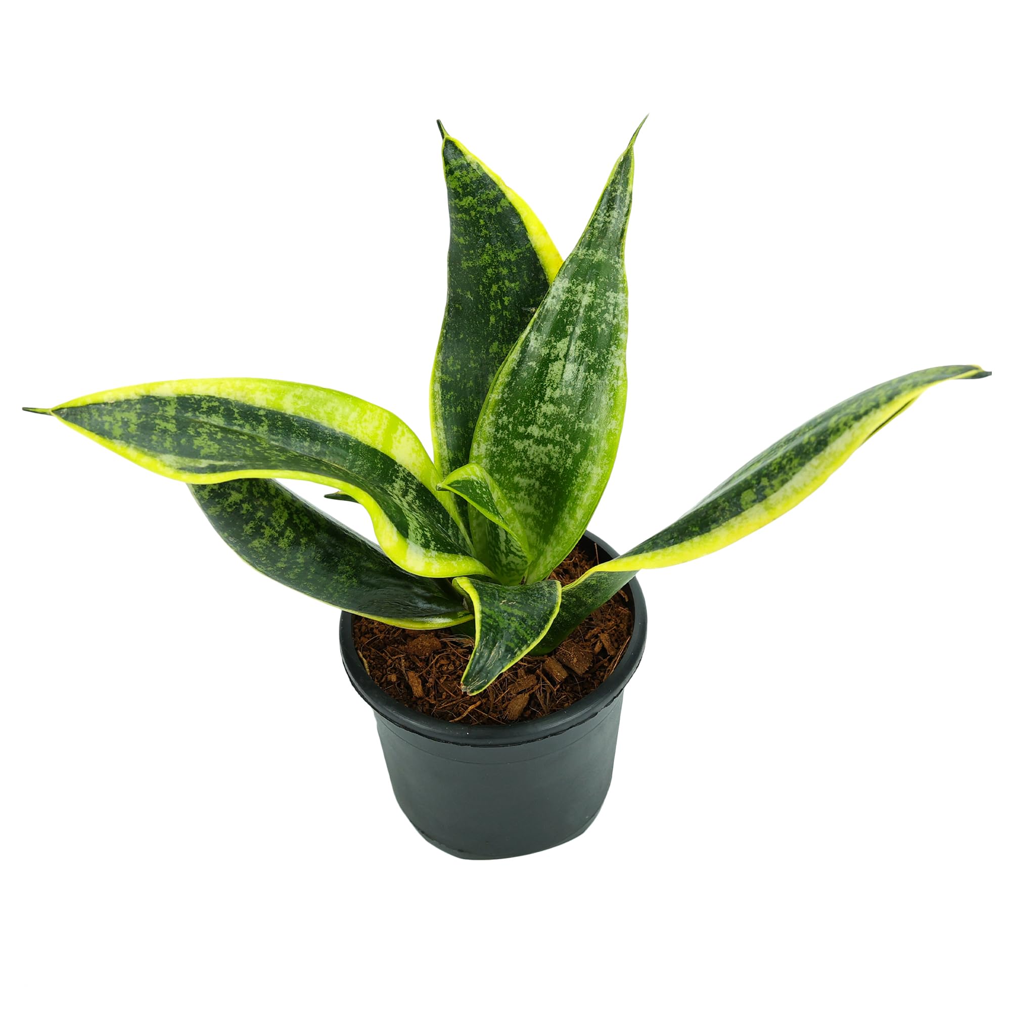 Urban Plant Sansevieria Golden Hahnii Snake Plant – Compact, Low-Maintenance Indoor Plant | Air-Purifying, Drought-Resistant, and Perfect for Home, Office, or Bedroom Décor (Small (Nursary Pot)) (B0DHBT3MH4) Amazon Price History, Amazon Price Tracker