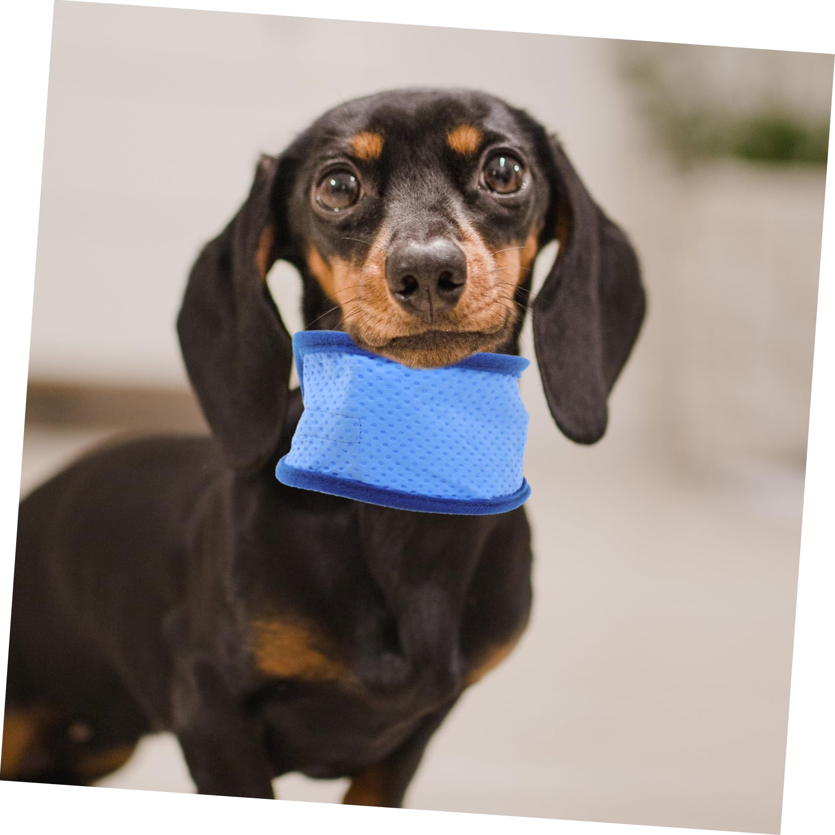 ABOOFAN Lot De 3 Colliers Auto-rafraîchissants pour Chien Et Chiot Bandana Rafraîchissant pour Animaux De Compagnie 2 Pièces X 3