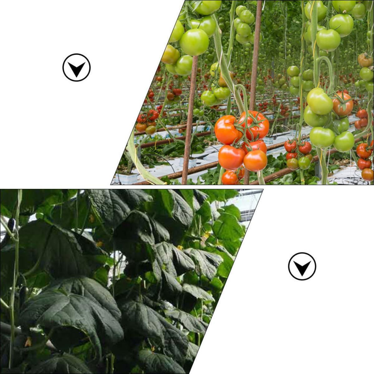 Garneck 2Sets Ganci per Piante da Giardinaggio con Clip per Cetrioli Facile Utilizzo per Ottimizzare e Rendimento