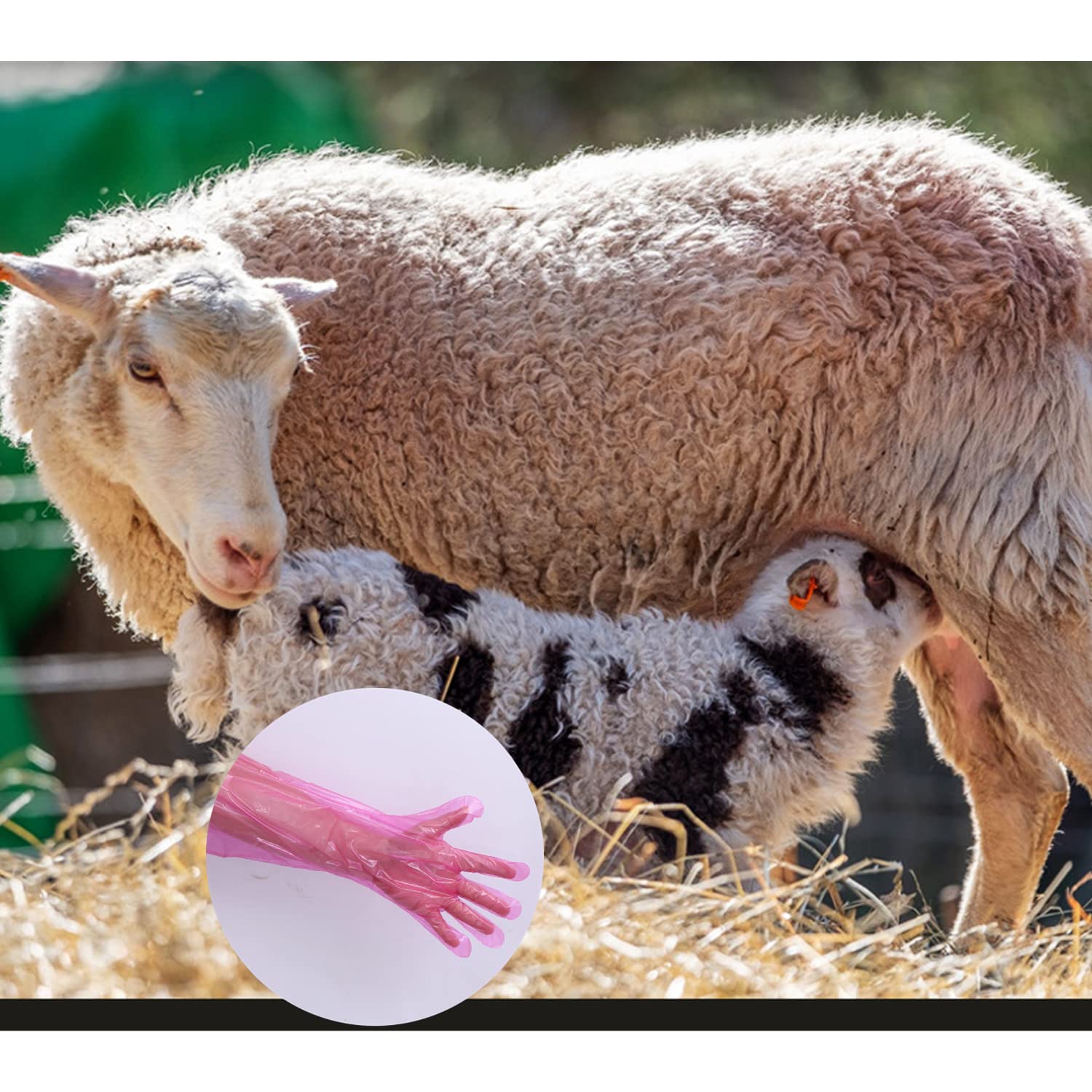 Guanti Veterinari Usa e Getta 40PC, Elastici in Pellicola di Plastica Morbida, Protezione Braccio Rosso