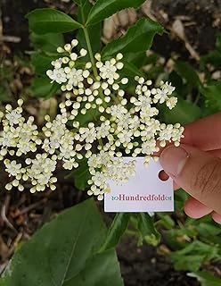 Hundredfold American Elderberry 1 Extra Small Cutting - Sambucus Canadensis Canada Native Common Elderberry 5cm-Tall Bare-Rooted Live Shrub, Ontario Grown, Producing White Elder Flowers and Dark Purple Berries