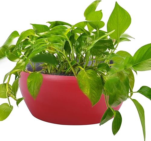 Miniatura 7 de Vencer Maceta redonda de plástico de 11 pulgadas, indicador de agua, maceta decorativa moderna para todas las plantas de casa, flores, hierbas,