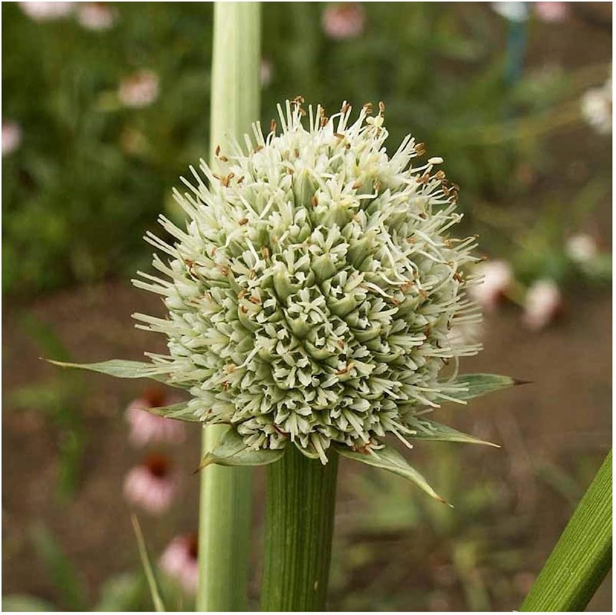 Everwilde Farms - 1/4 Lb Rattlesnake Master Native Wildflower Seeds - Gold Vault