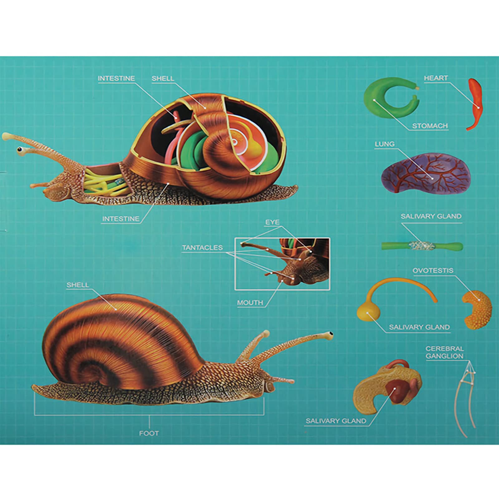 NVYAZJ Simulation Snail Anatomy Model, 4D Visual Snails Anatomy