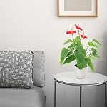 16.5 Inch Realistic Artificial Anthurium Flower Red Fake Flamingo Flower Simulated Andraeanum Plant Pot Decoration Table Photography Bonsai | Faux plastic bouquet, Green leaf plants model, Pot decoration centerpiece, Dining table photography bonsai p