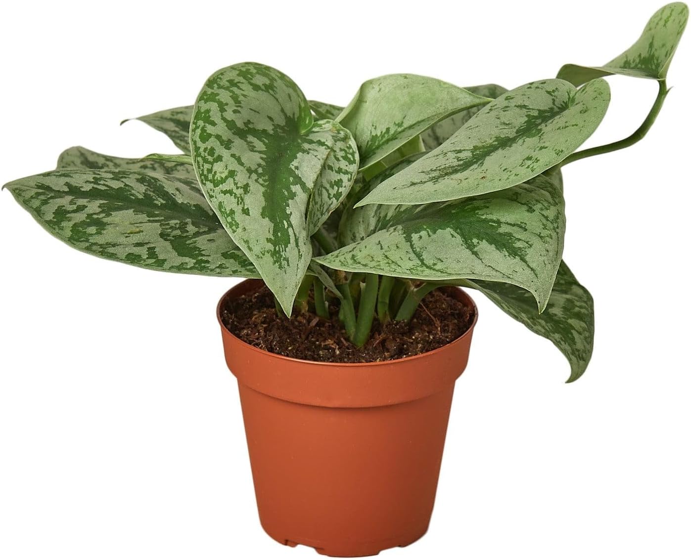 Scindapsus Pictus 'Exotica' | Live Plant for Indoor & Outdoor | for Living Room, Office, Bathroom | (4" Pot)