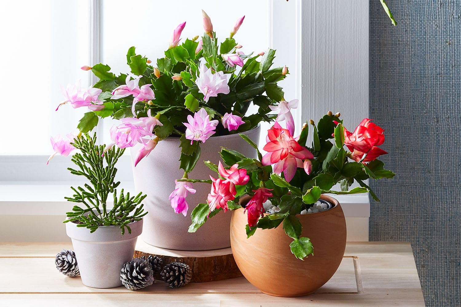 "Live Pink & Red Christmas Cactus Plant Combo Pack Set Of 2 | Zygocactus Schlumbergera | Festive Holiday Blooms | 4" Pot" (B0D8ZXG7HK) Amazon Price History, Amazon Price Tracker
