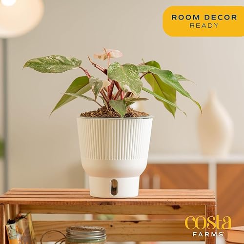 Miniatura 5 de Costa Farms Trending Tropicals Pink Princess Philodendron - Planta de interior viva de 10 a 12 pulgadas de alto, en maceta decorativa blanca