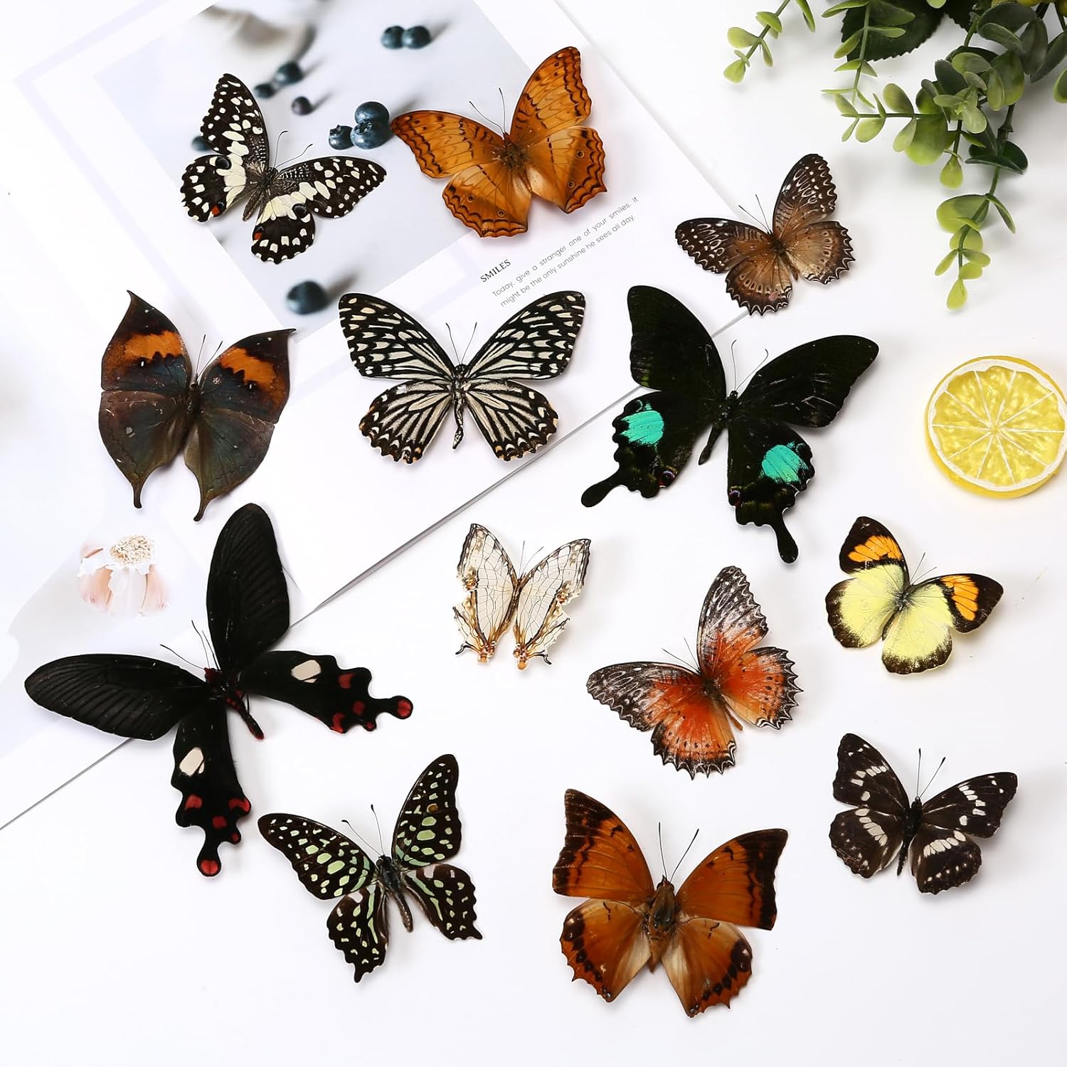 10 Pcs Real Butterfly Specimen Taxidermy Butterfly DIY Creative Production, Taxidermy Animals for Framed Butterfly Shadow (Random)