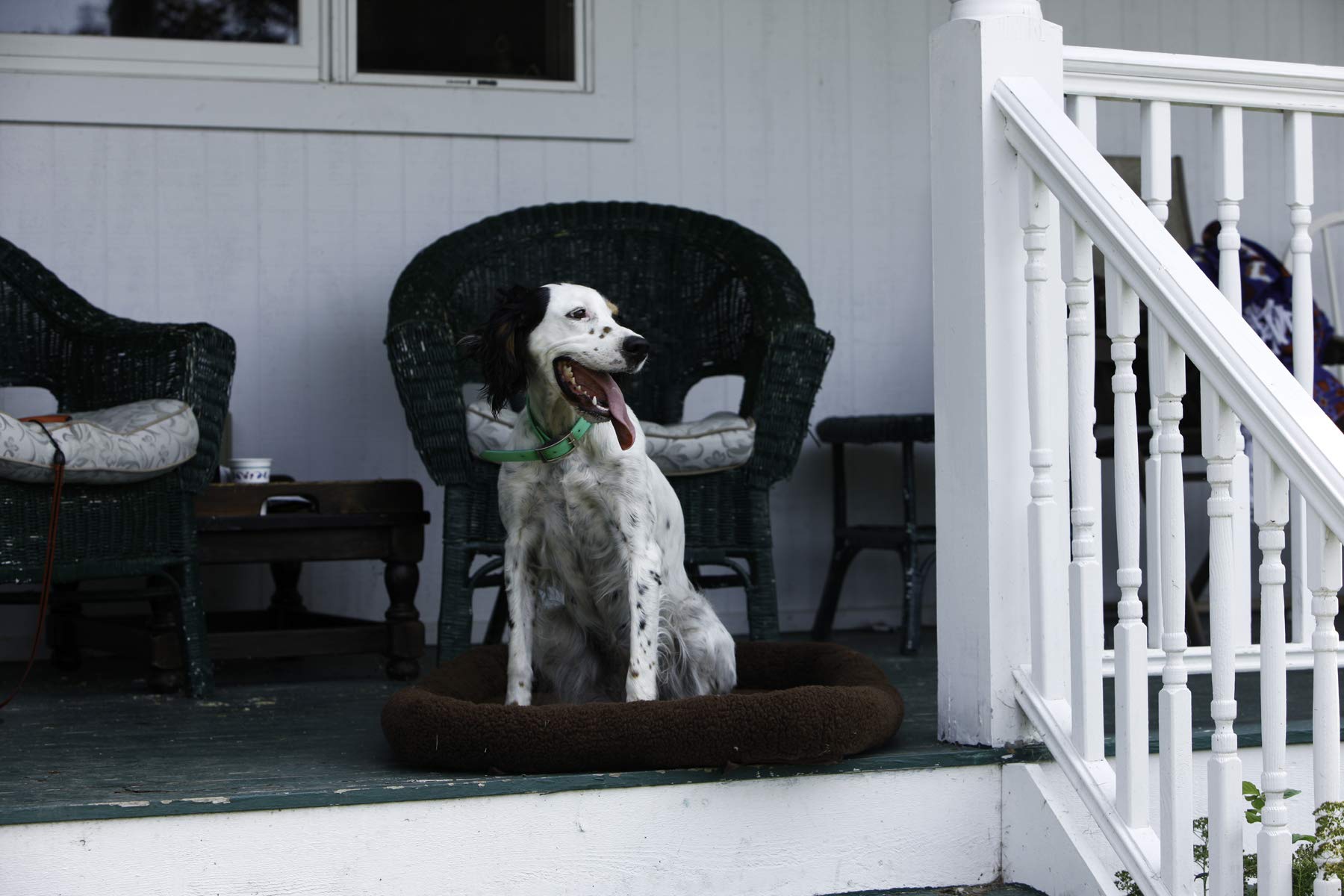 LITTLE GIANT Fleece Pet Bed - Pet Lodge - Medium Dog Bed, Machine Washable (Chocolate) (Item No. 160759)