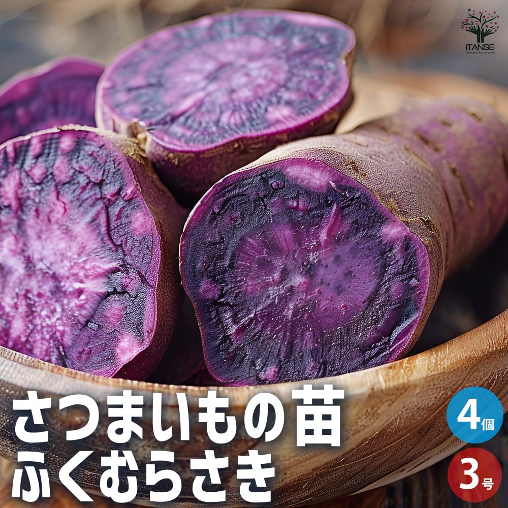 Amazon.co.jp: ITANSE さつまいもの苗 ふくむらさき 3号 4個 