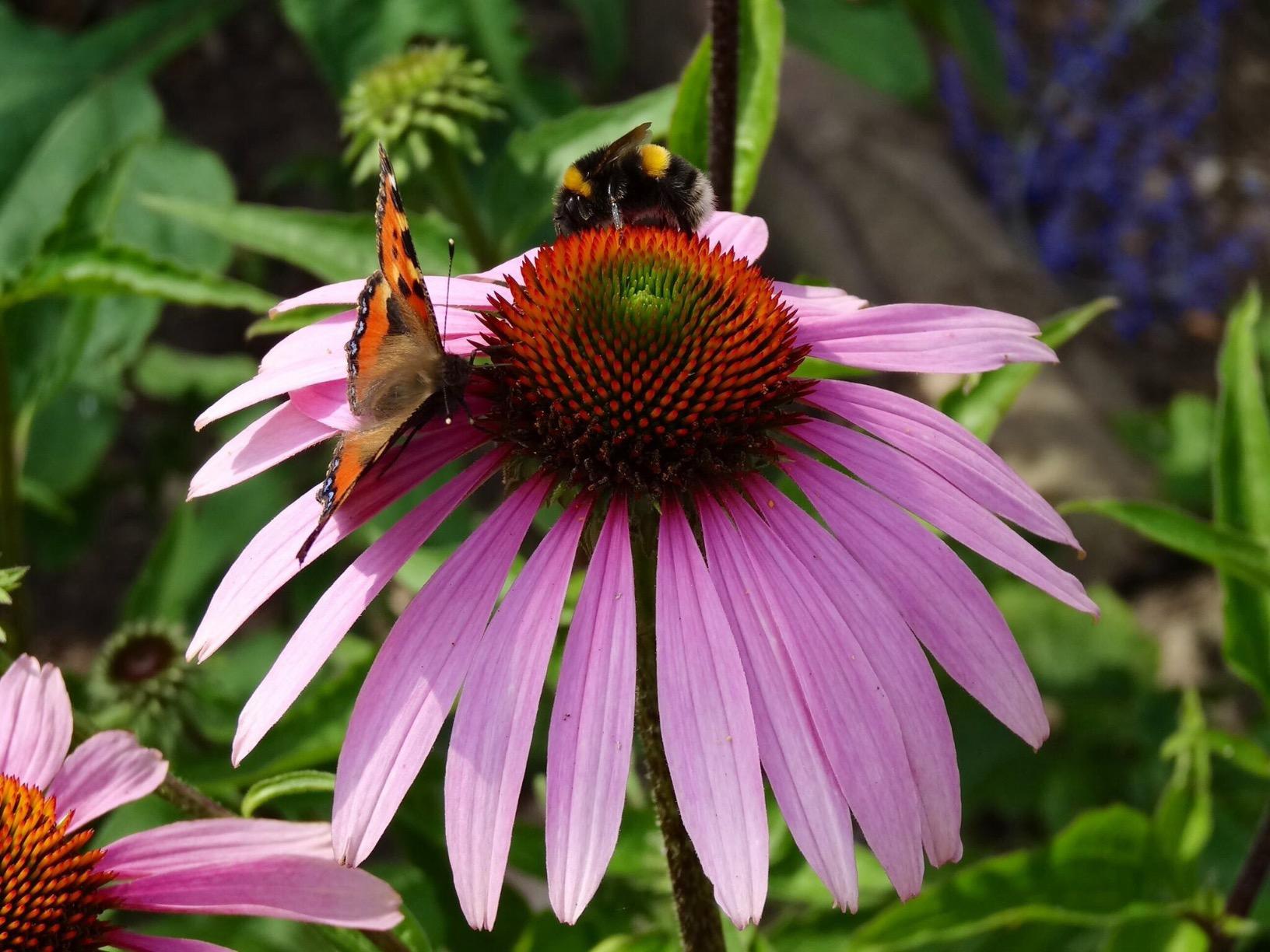 Plants for Bees A Guide to the Plants That Benefit the Bees of the