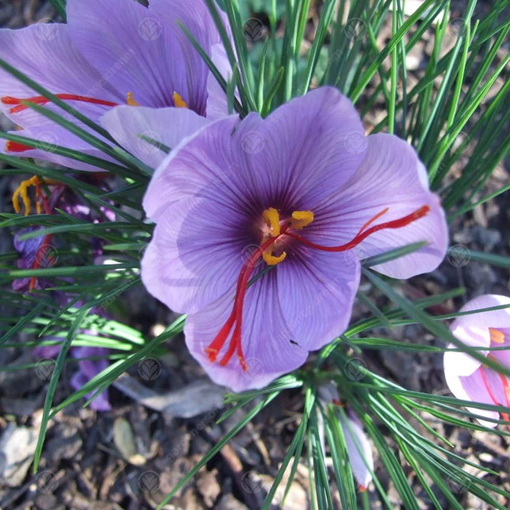 Crocus Sativus, bulbi da giardino a fioritura precoce, resistenti, piante da interno e esterno.