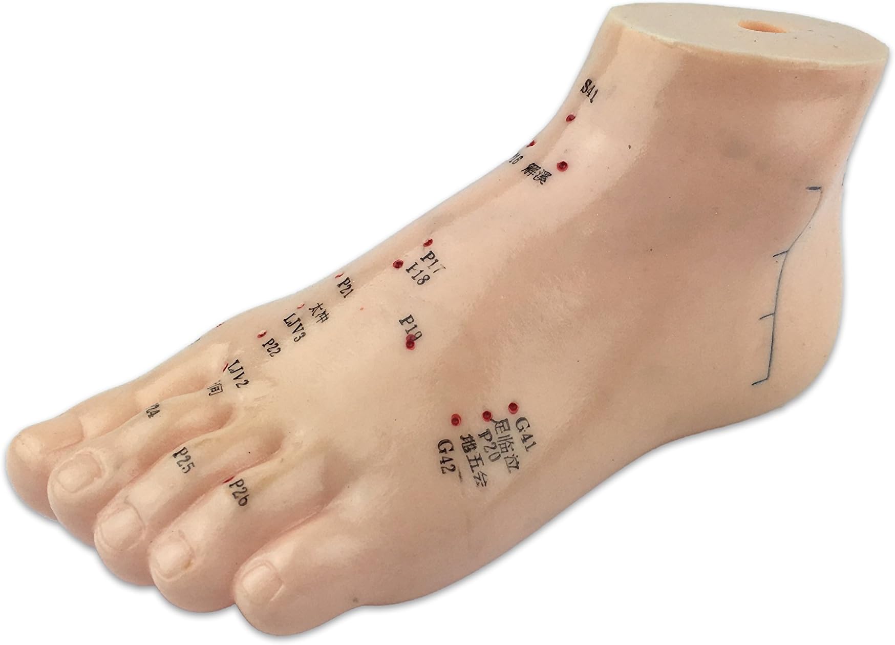 Human Foot Model with Acupuncture Points