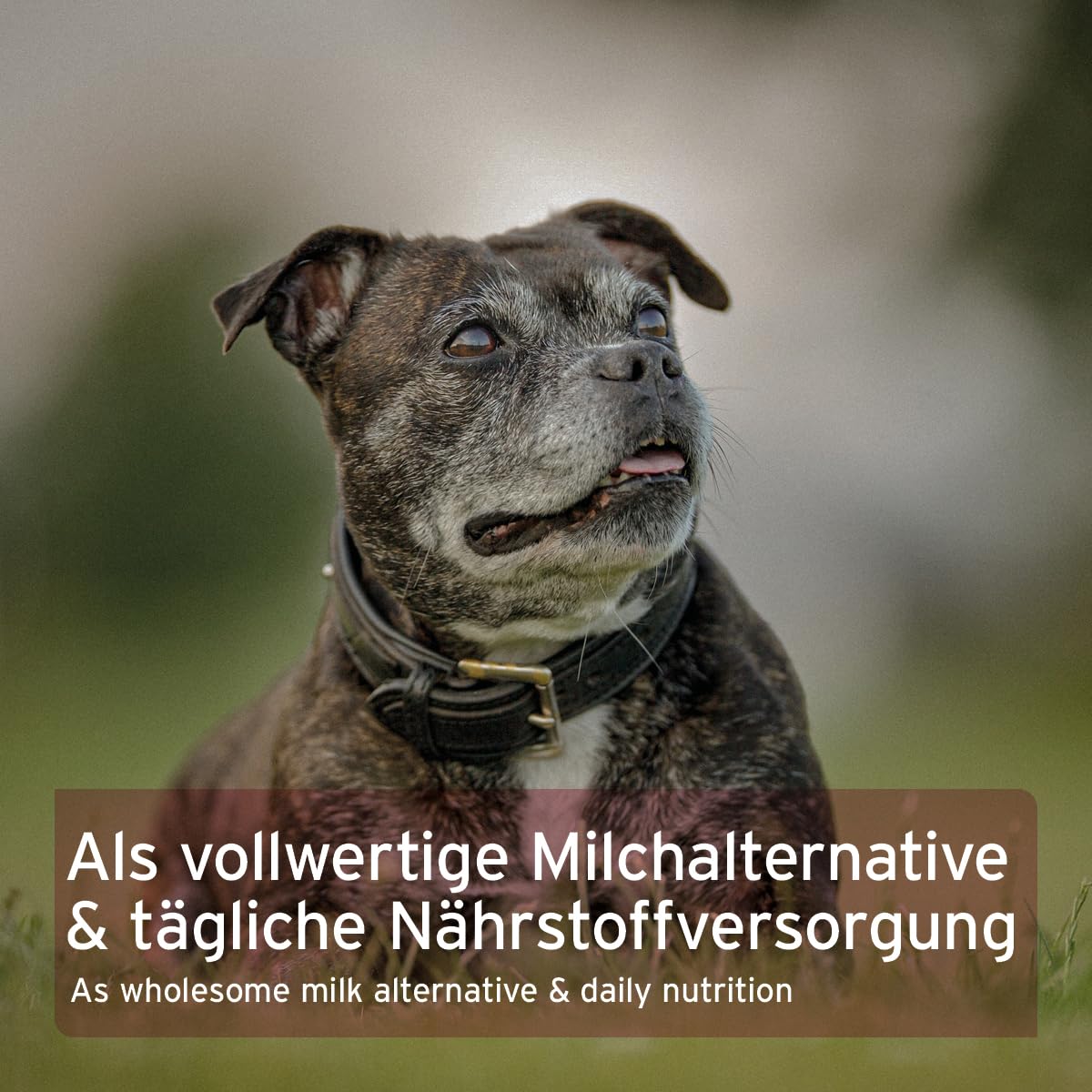 AniForte Ziegenmilch Pulver für Hunde 500 g - essentielle Nährstoffe für jedes Alter, für Immunsystem, Verdauung & Vitalität, als Muttermilchersatz