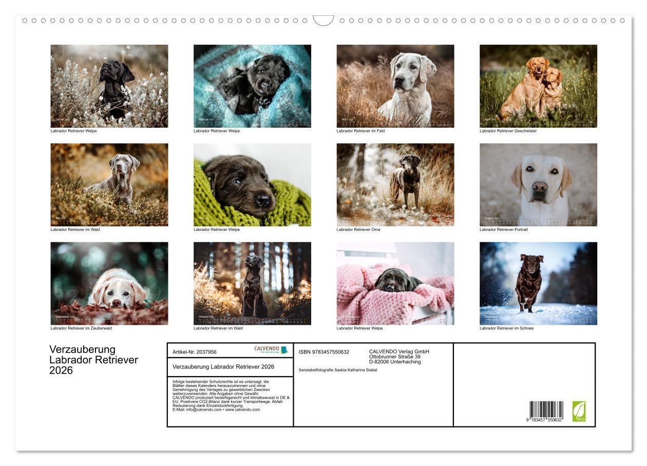 Verzauberung Labrador Retriever 2026 (Wandkalender 2026 DIN A2 quer), CALVENDO Monatskalender