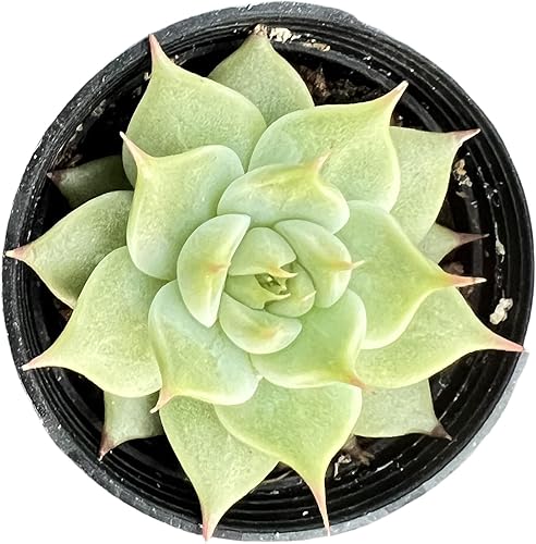Miniatura 2 de Sprout N Green Echeveria Toscannelly, planta suculenta viva totalmente enraizada en macetas de 2 pulgadas con mezcla de tierra, planta de interior