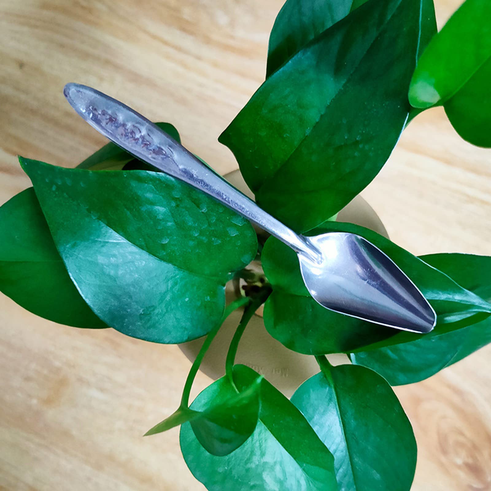 Cucchiaio di alimentazione in metallo per pappagalli Cucchiaio in acciaio inossidabile Cucchiaio per alimentazione a mano per acqua latte Cucchiai per peonia Cockatiel Piccolo uccello