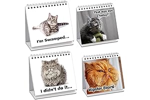 Moody Cat Desk Signs: the Purrfect Gift for Cat Lovers