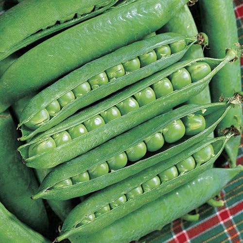 T & T - T & T Green Arrow Pea Seeds - High Yielding, Sweet Flavor, Perfect for Fresh Eating, Canning & Freezing, Resistant to Wilt & Mildew, Non-GMO (125 Grams)