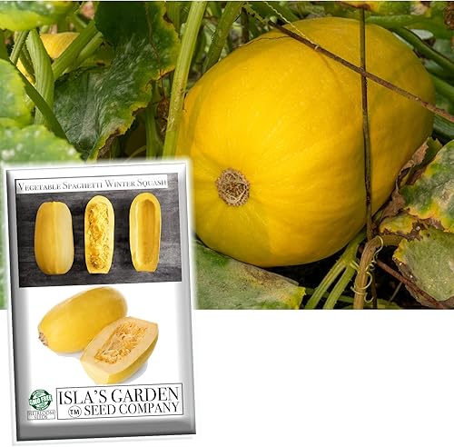 Miniatura 5 de Semillas de calabaza de invierno de espagueti vegetal para plantar, más de 25 semillas tradicionales por paquete, semillas de jardín de Isla