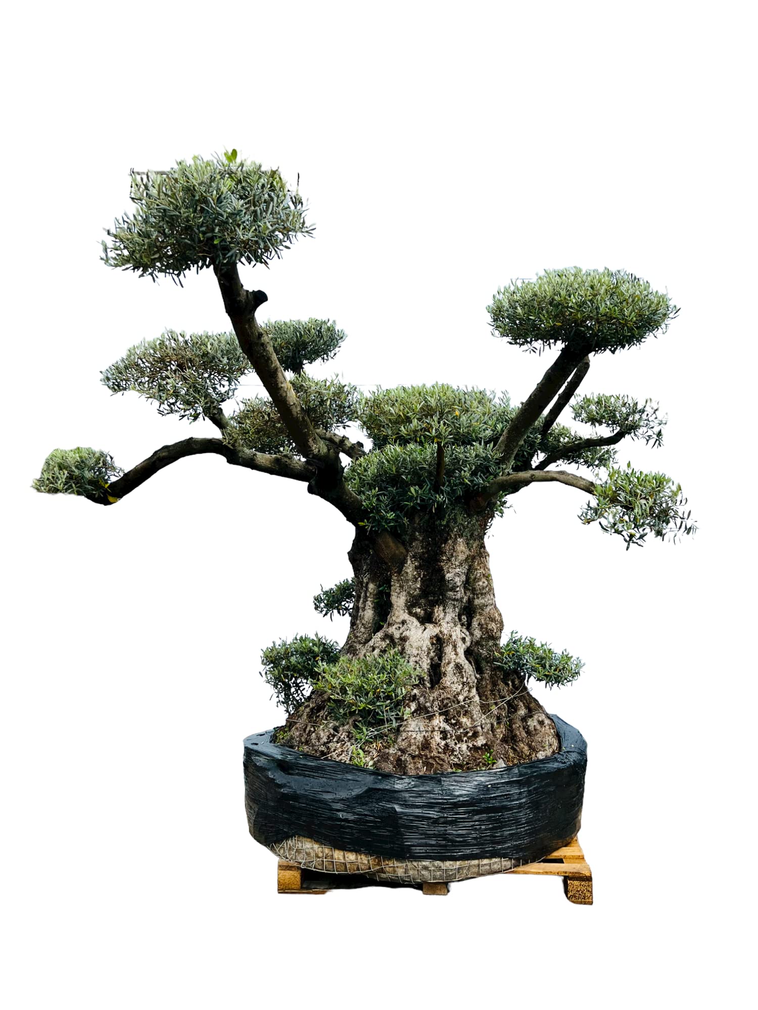 Tropictrees - Olivenbaum MEGA Pon Pon - Olea Europea - Bonsai - Oliven - Winterhart A+
