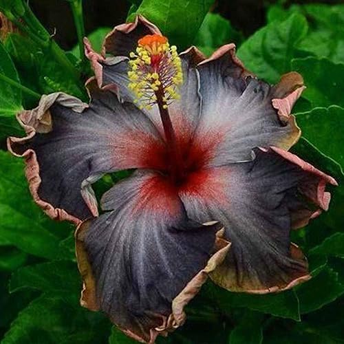 30 semillas de flores de hibisco negro para plantar, impresionantes semillas de flores gigantes raras, plantas exóticas tropicales, llamativas