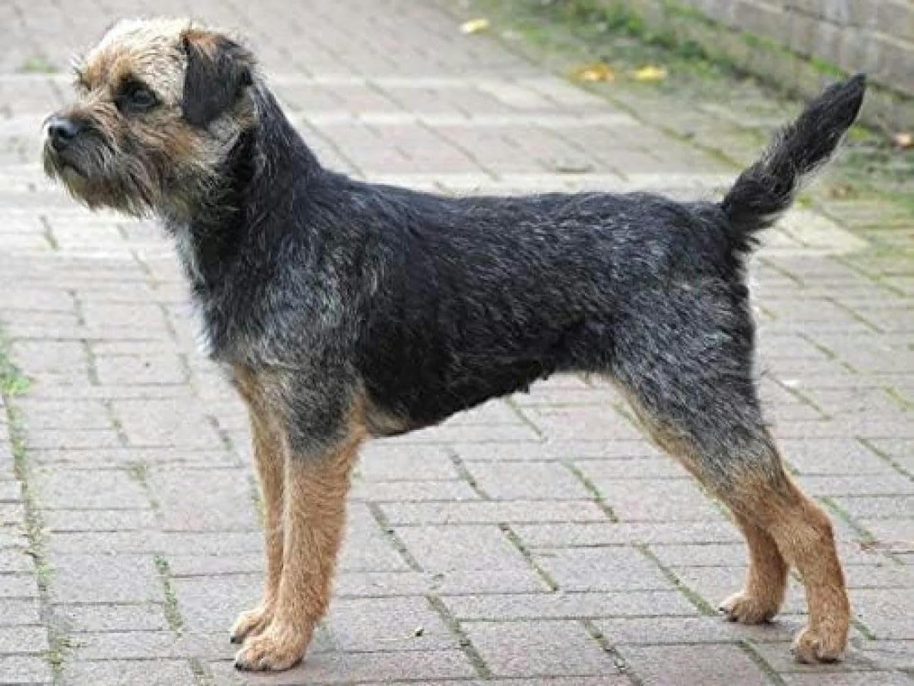 Cross Stitch Kit Border Terrier Popular Pattern Printing Cross Stitch Kit 11CT Beginner Engraved Embroidery Gift DIY Advanced Handmade Embroidery Kit Home Decoration (40x50cm)