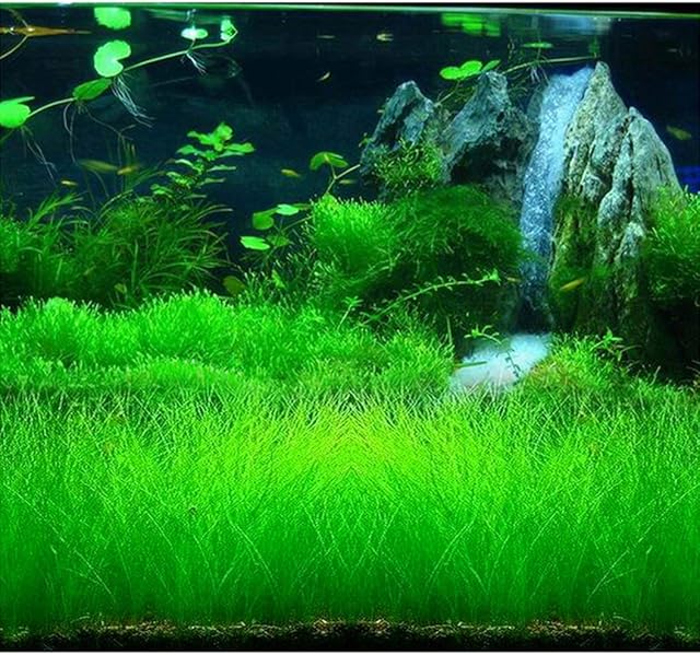 Eleocharis yokoscensis Plants Seeds 10g Organic Fish Tank Decorations Hydroponic Growing Plant Seeds Flower for Planting Hone Garden Outdoor (Big)