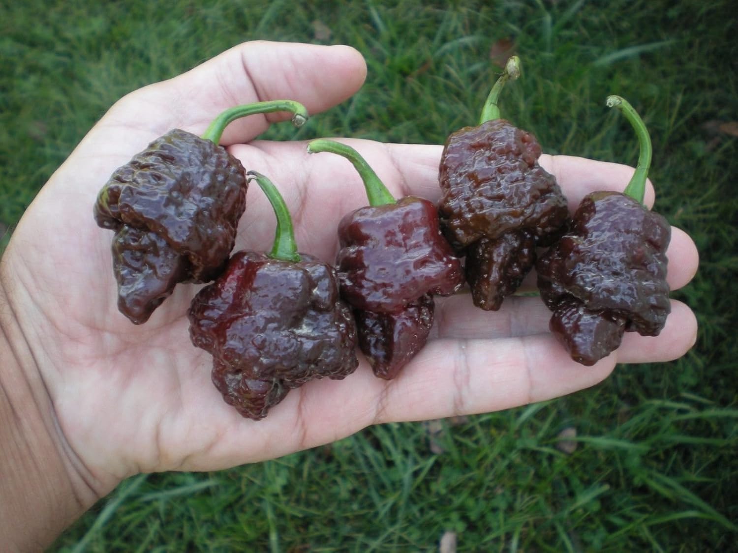(10) CHOCOLATE TRINIDAD SCORPION Hot Pepper SeedsChocolate TScorp Patio, Lawn