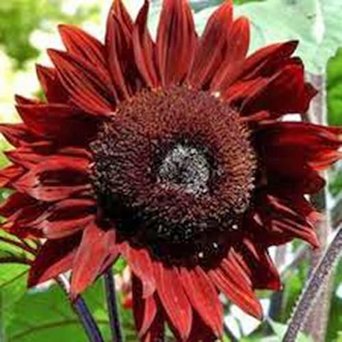Girasol, sol rojo, más de 20 semillas, hermosas flores rojas brillantes